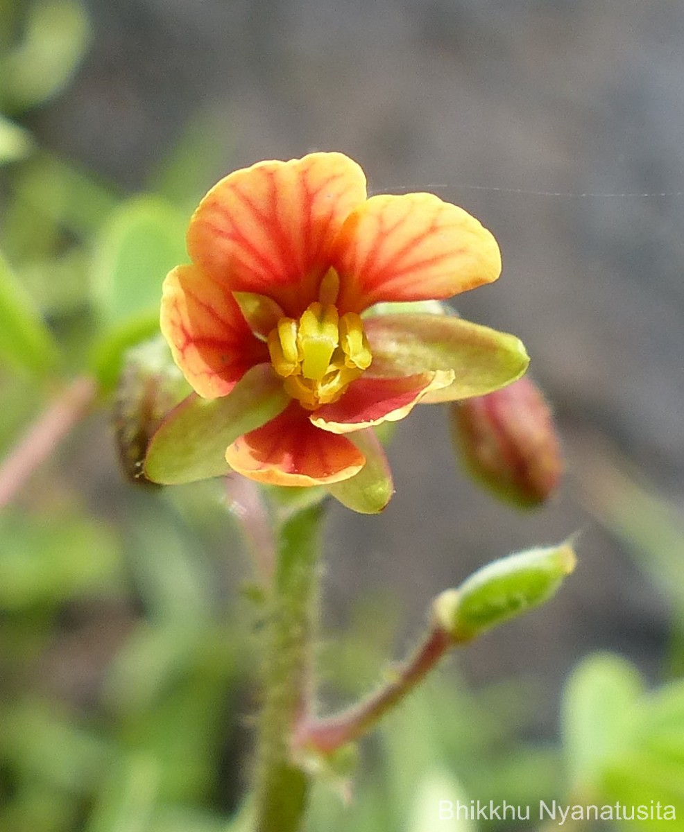 Chamaecrista absus (L.) H.S.Irwin & Barneby